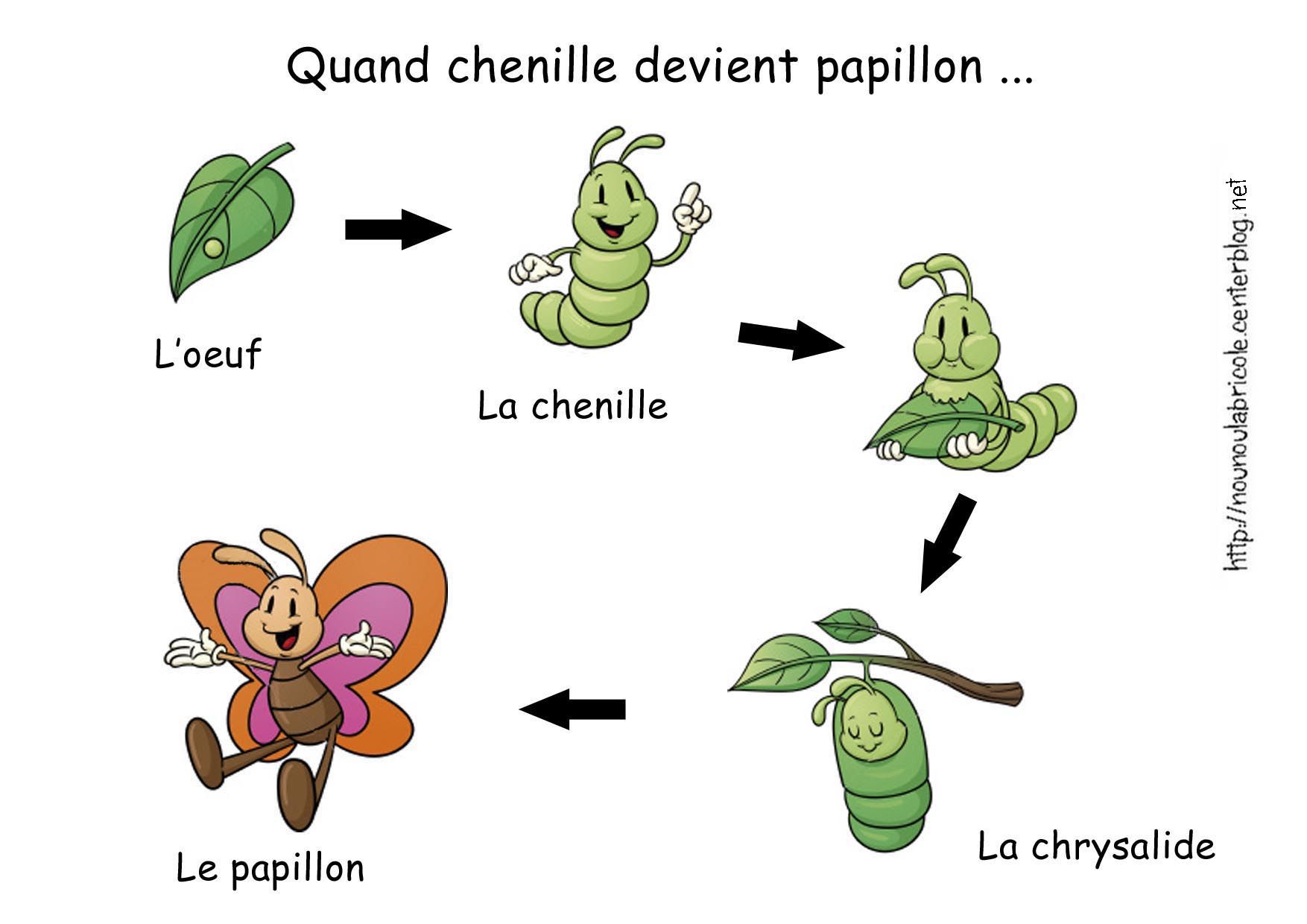 Comment les chenilles deviennent des papillons